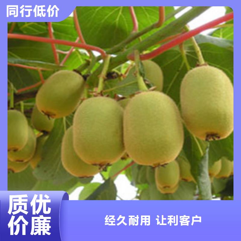 獼猴桃-獼猴桃廠家廠家直銷大量現貨