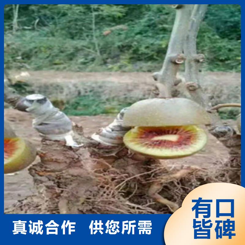 现货供应猕猴桃的厂家