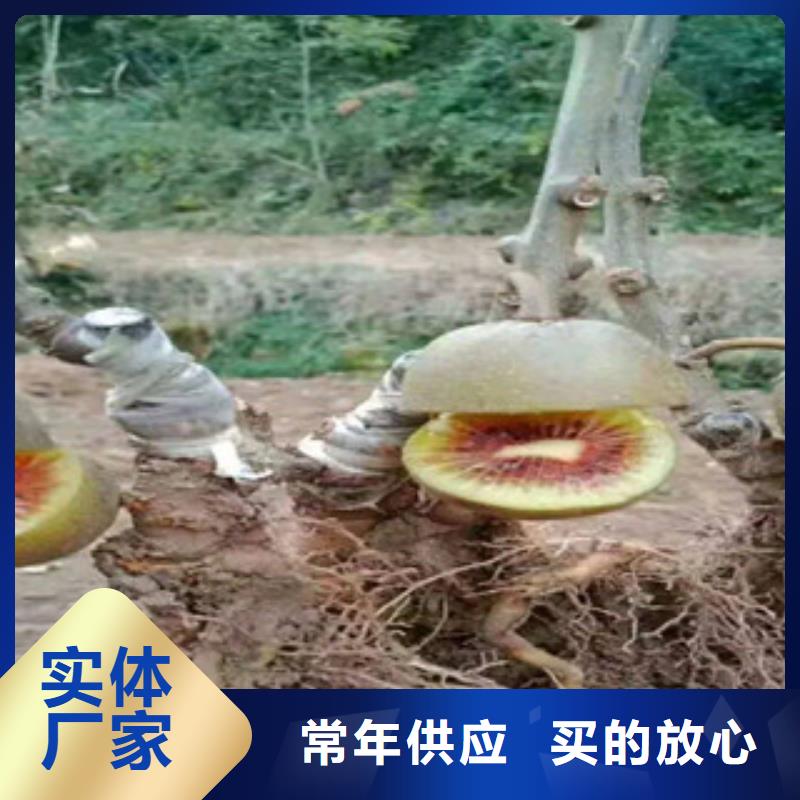 猕猴桃欢迎询价送货上门