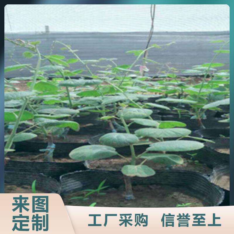 猕猴桃生产厂家|猕猴桃定制当地生产商