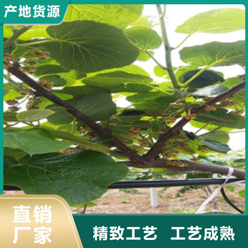 猕猴桃-猕猴桃保量加工定制