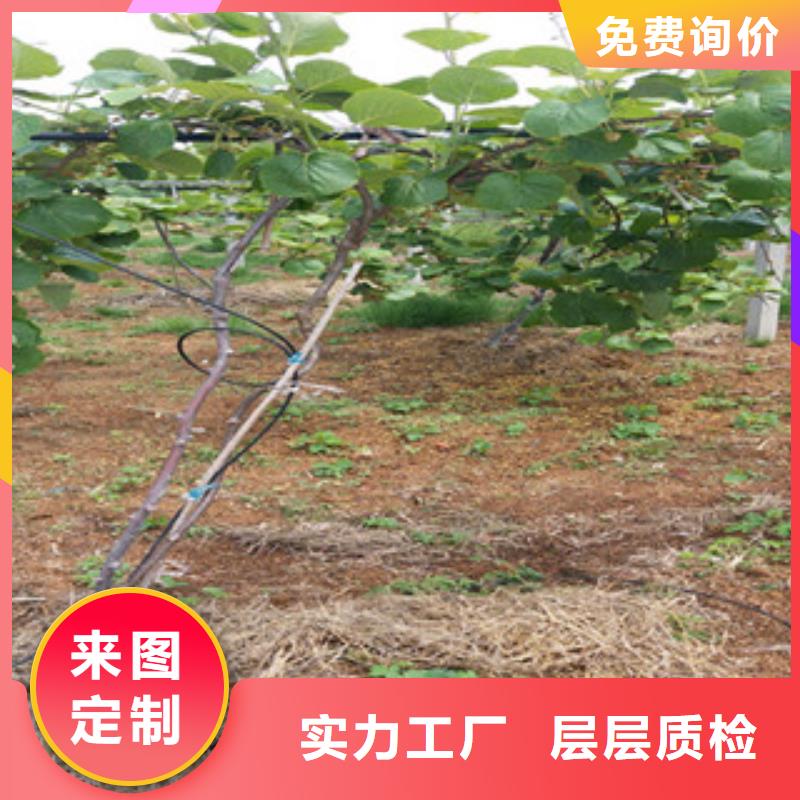 定制猕猴桃_优质厂家