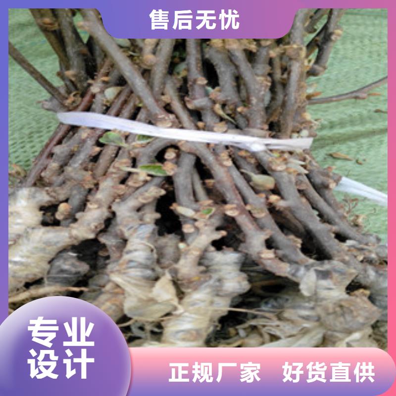 猕猴桃-猕猴桃发货快买的放心