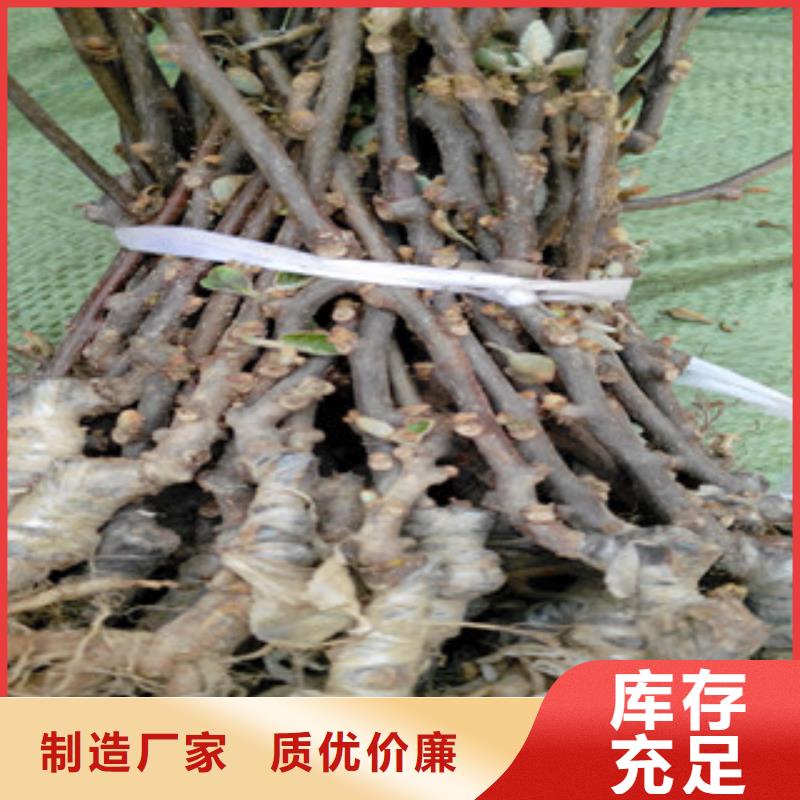 猕猴桃-猕猴桃质量有保障