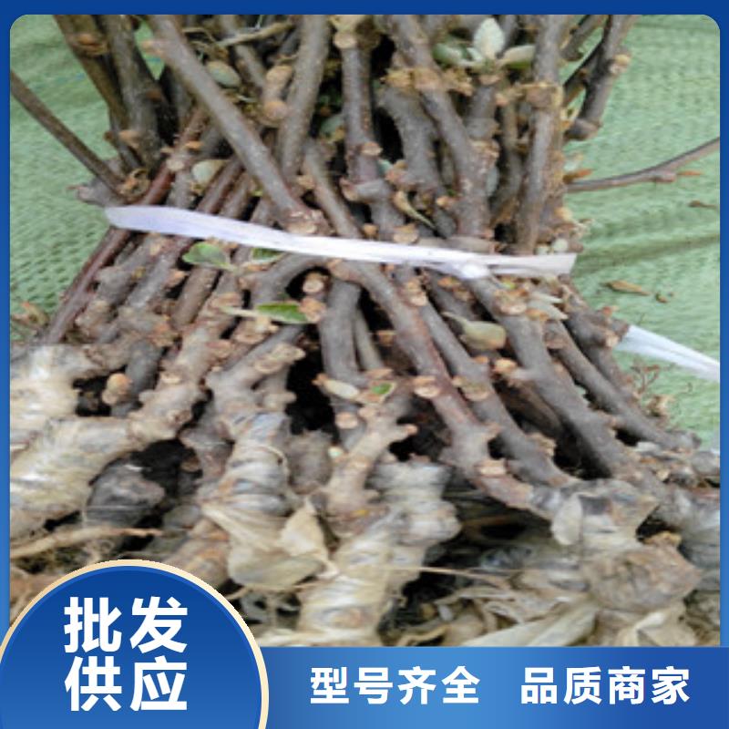 质量可靠的猕猴桃生产厂家精品选购