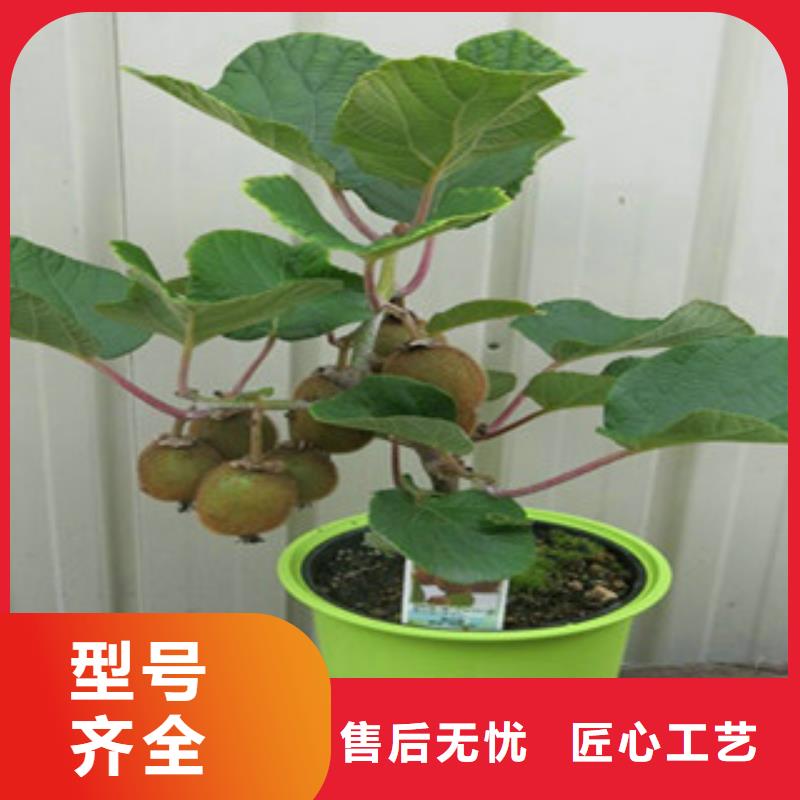 质优价廉的猕猴桃生产厂家