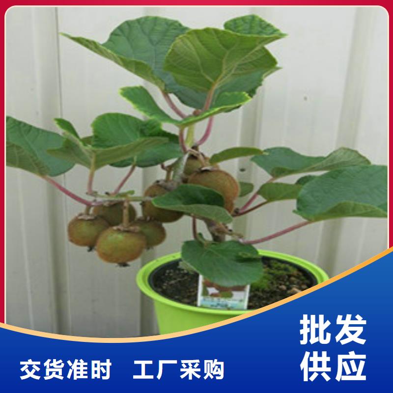 猕猴桃厂家诚信经营根据要求定制