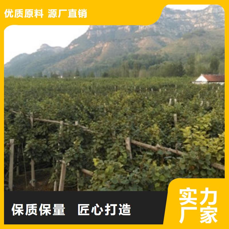 猕猴桃公司欢迎您