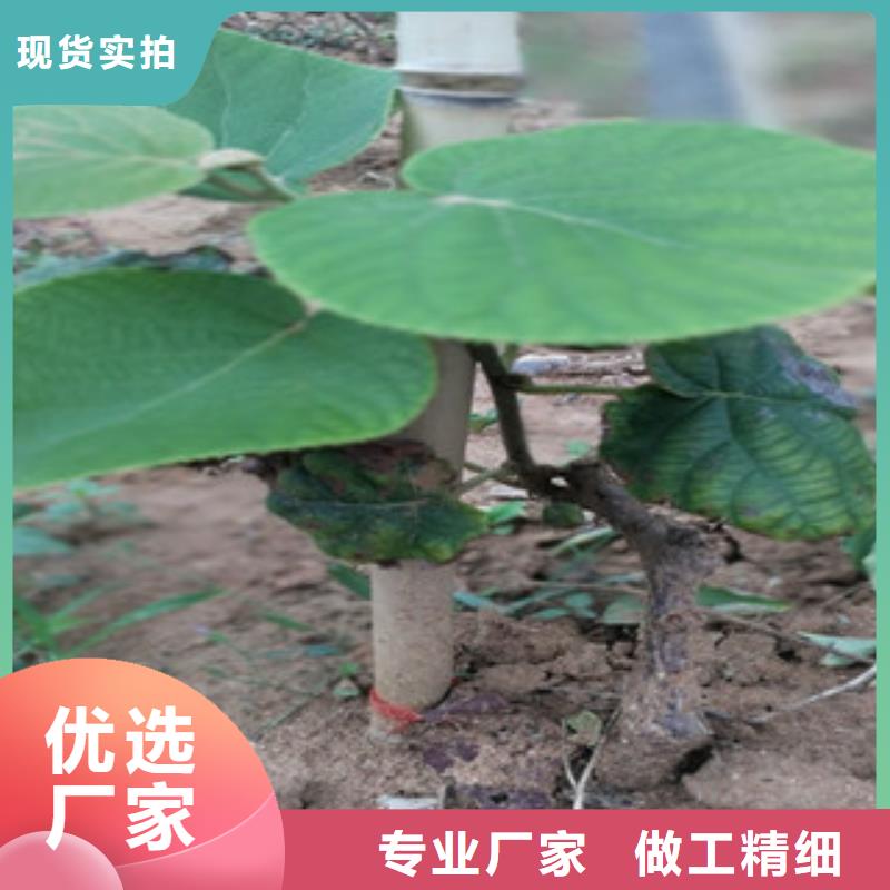 猕猴桃厂家-猕猴桃定制同城制造商