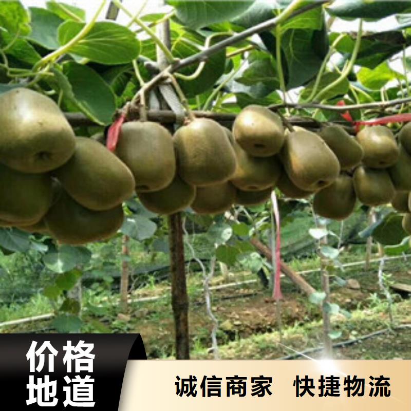 猕猴桃厂家批发