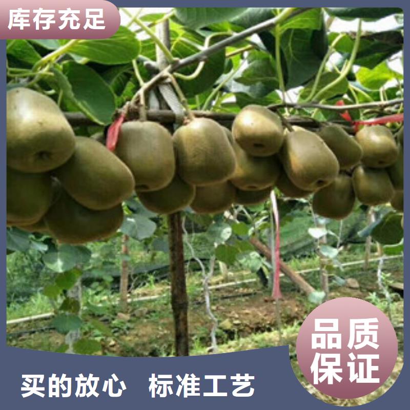 质量优的猕猴桃供应商当地厂家值得信赖