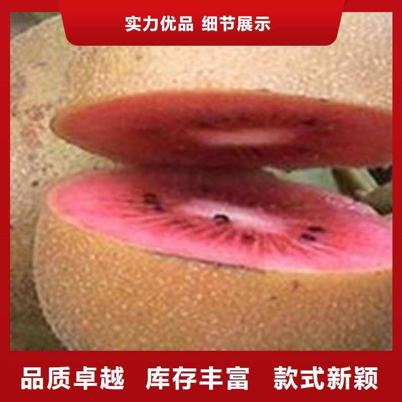 有现货的猕猴桃生产厂家合作共赢