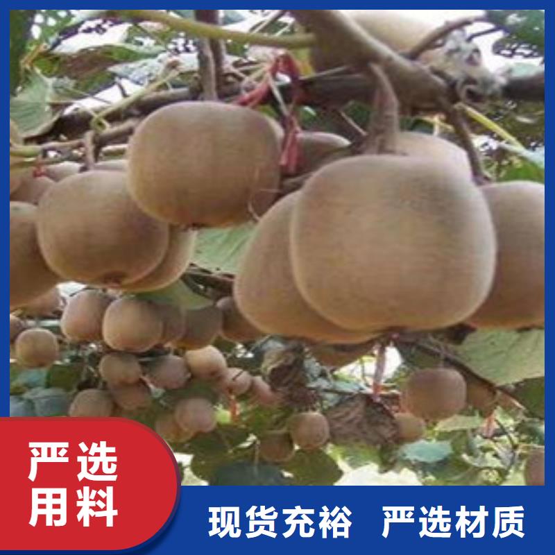 猕猴桃生产定制