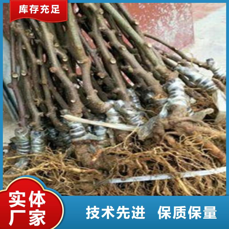 卖猕猴桃的实力厂家