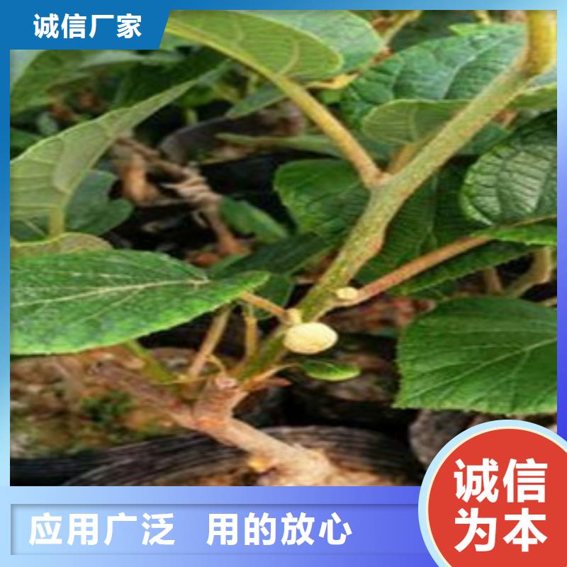 獼猴桃廠家設備齊全品質信得過