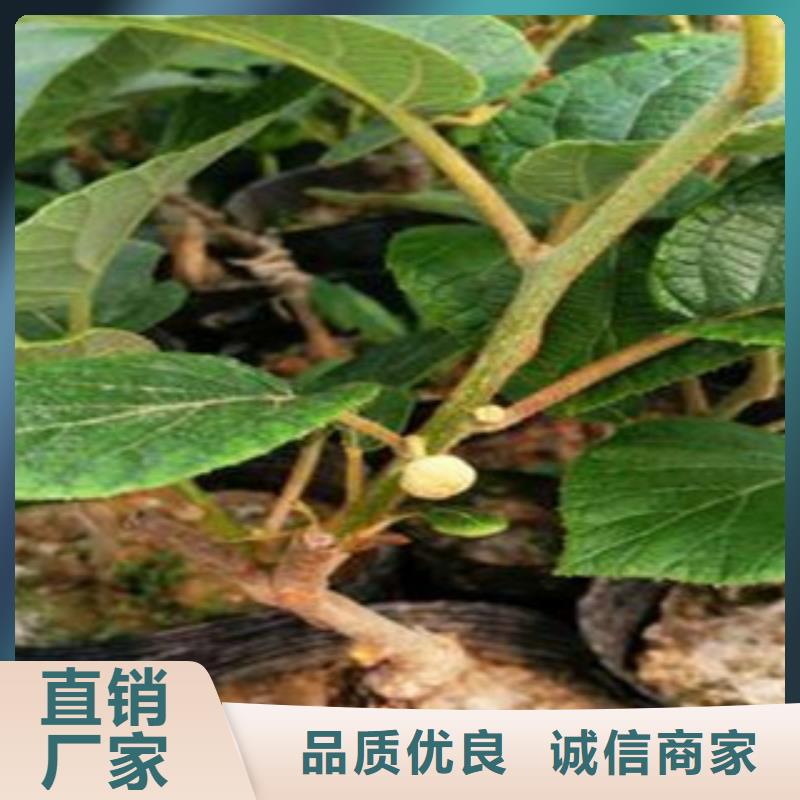 猕猴桃-放心可靠