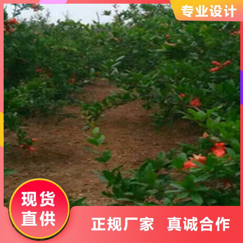 批发石榴苗的生产厂家当地供应商