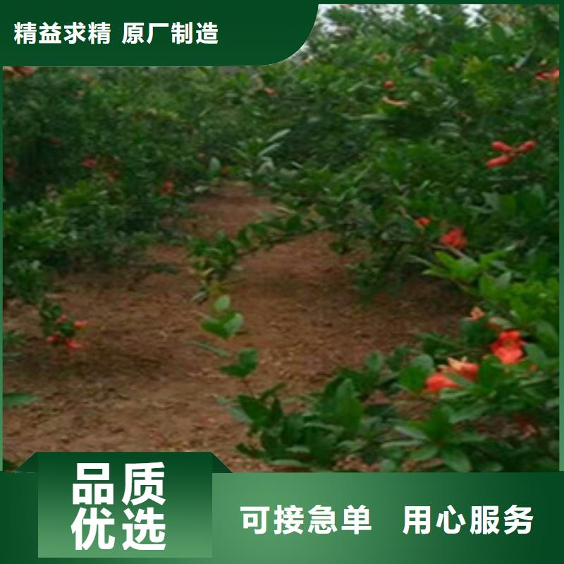 石榴苗-自主研发同城厂家