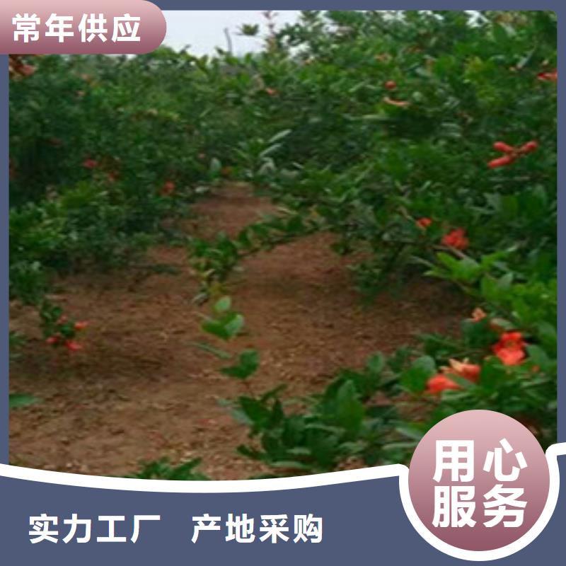 供应批发石榴苗-大型厂家