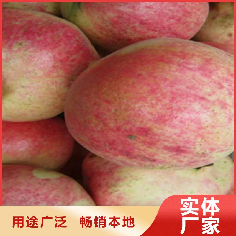 口碑好的石榴苗生产厂家诚信商家服务热情