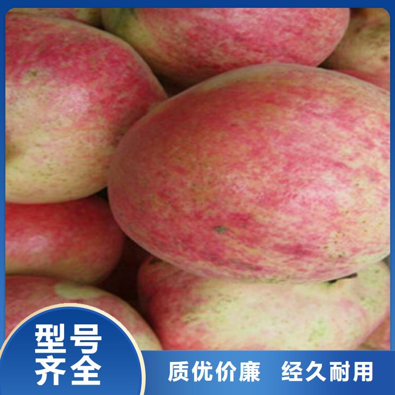 石榴苗质量可靠