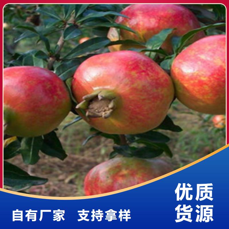 供应石榴苗销售的是诚信