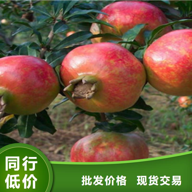 石榴苗随时发货快厂家直营