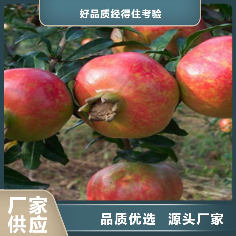 找石榴苗实体大厂