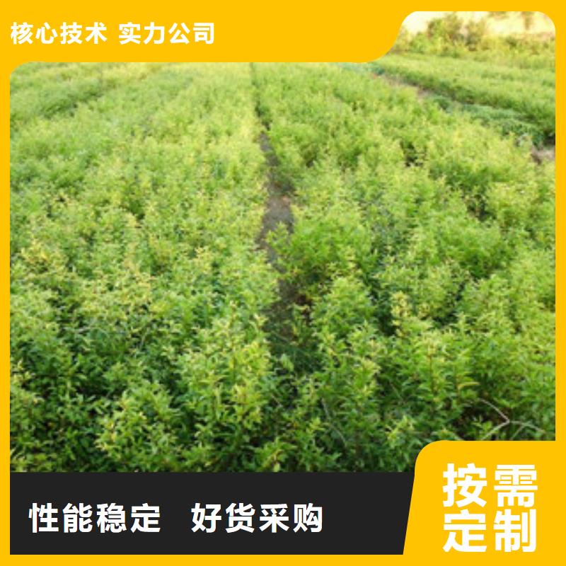 石榴苗【优惠促销】供货及时
