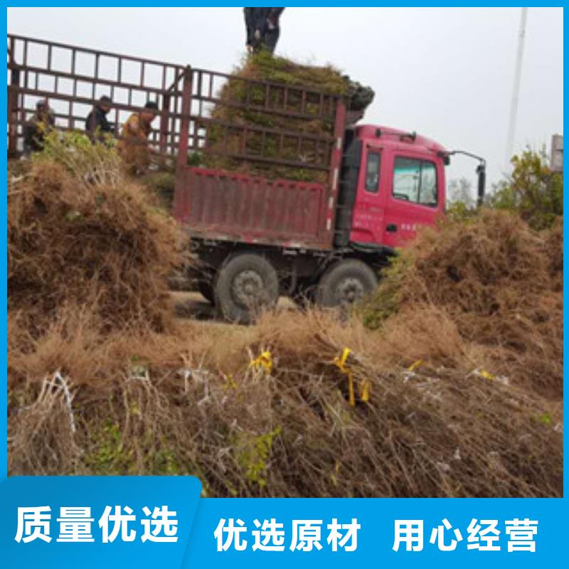 石榴苗畅销全省