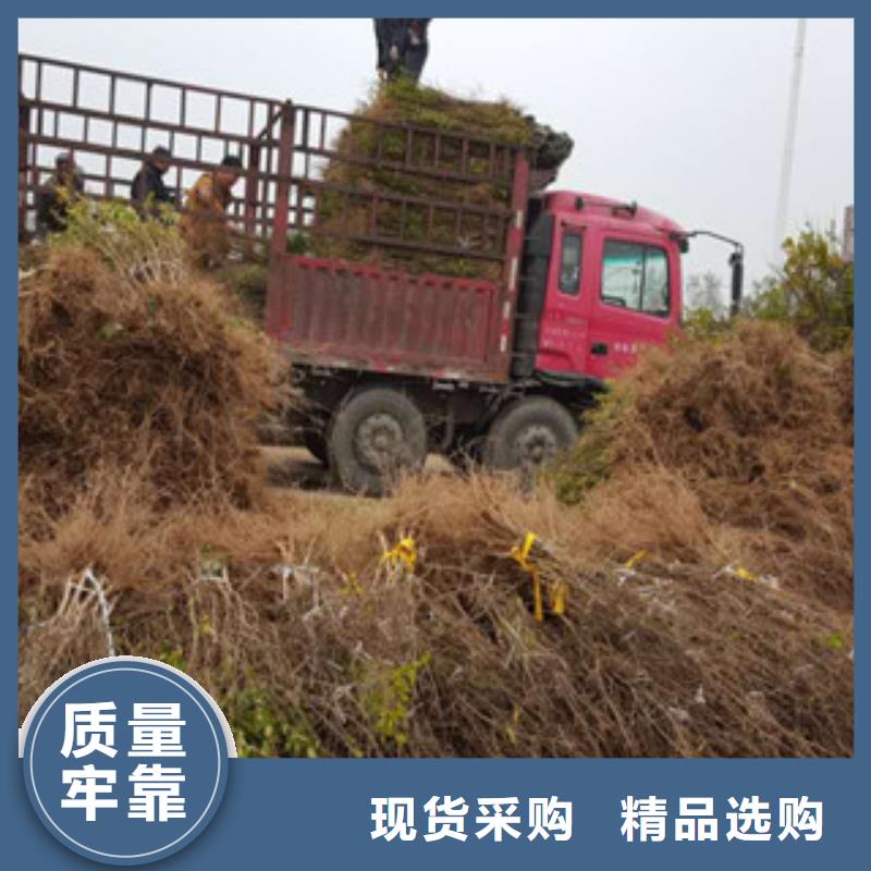 规格全的石榴苗厂家