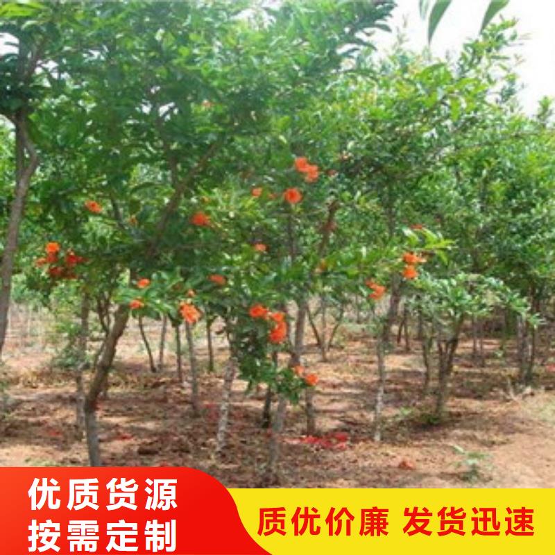 质量优的石榴苗厂家