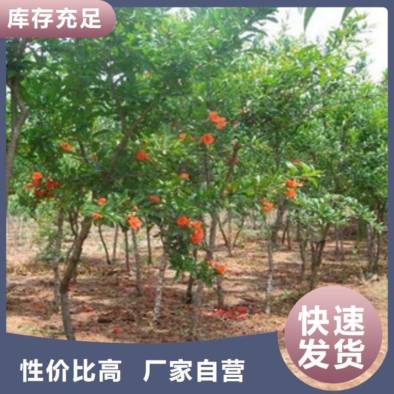 #石榴苗#-全国直销