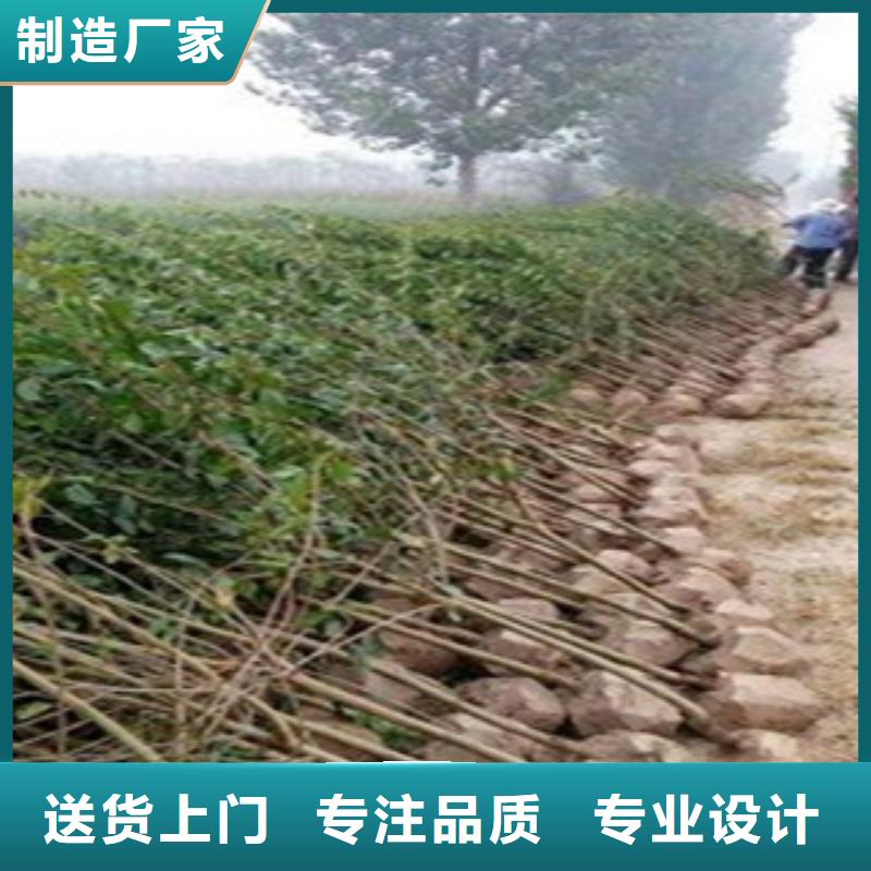 石榴苗-石榴苗品牌厂家诚信厂家
