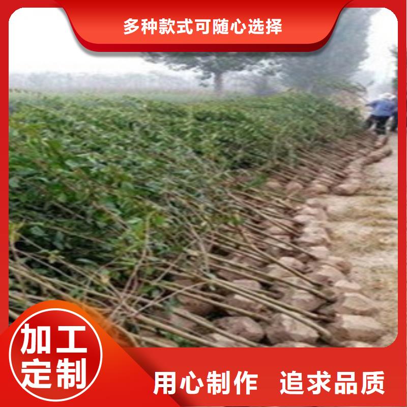 石榴苗-自主研发