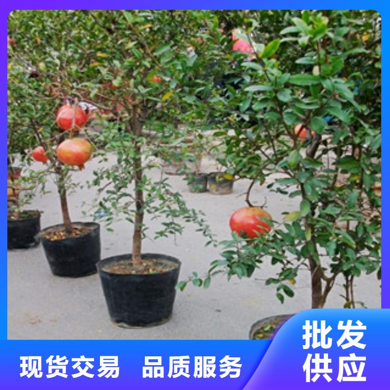 供应批发石榴苗-大型厂家