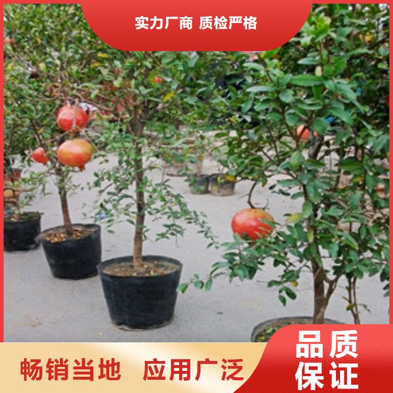 石榴苗厂价批发