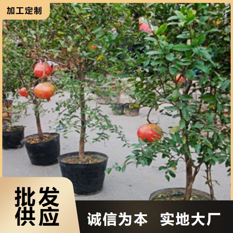 石榴苗供货商