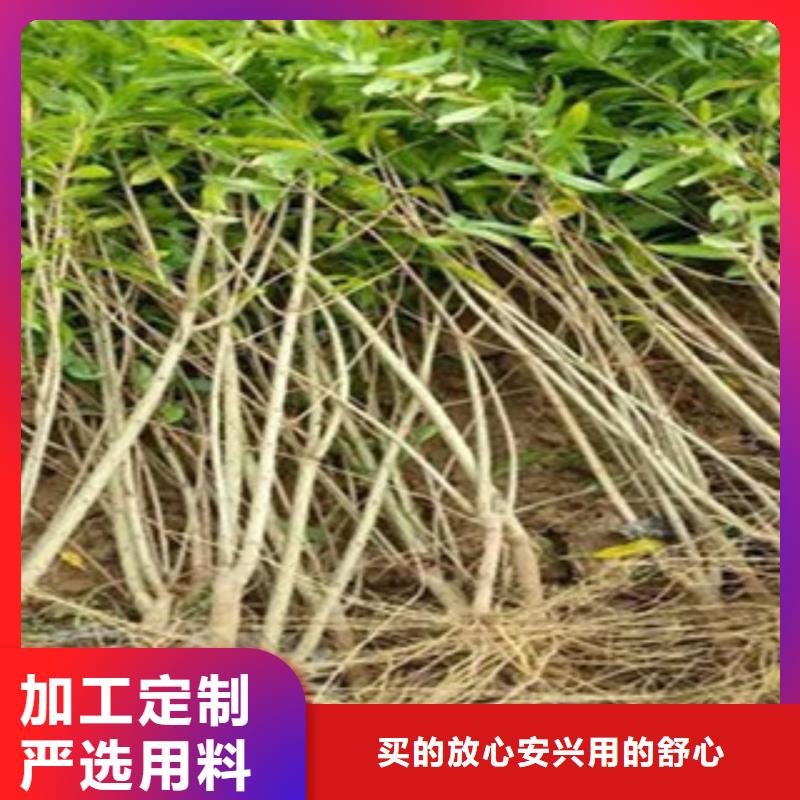 石榴苗-石榴苗保量