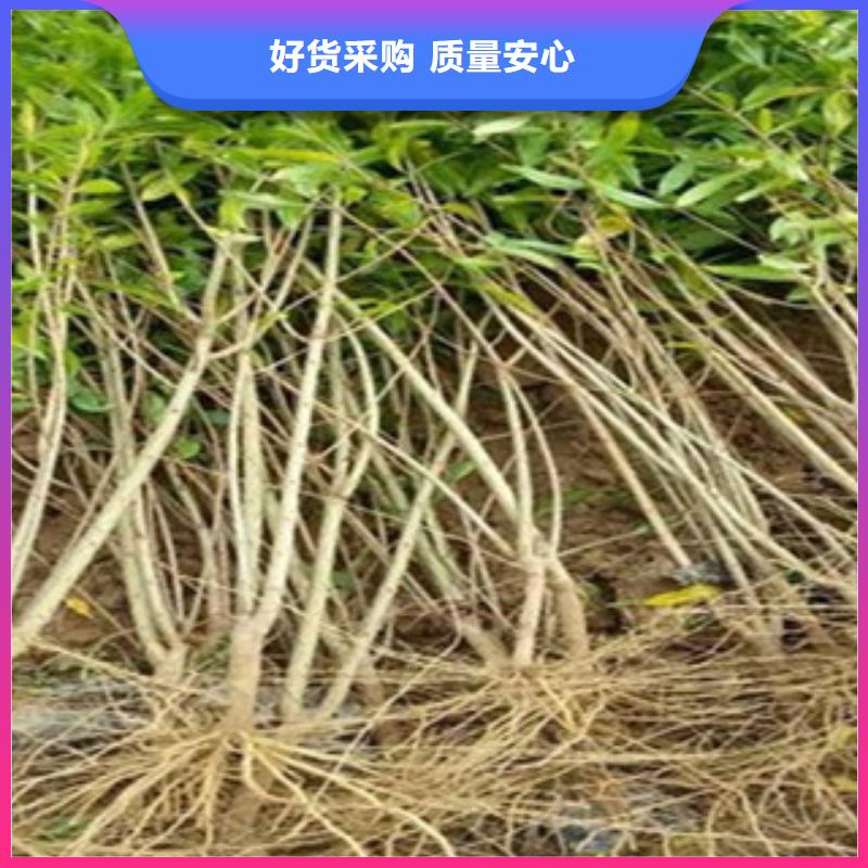 库存充足的石榴苗公司用途广泛