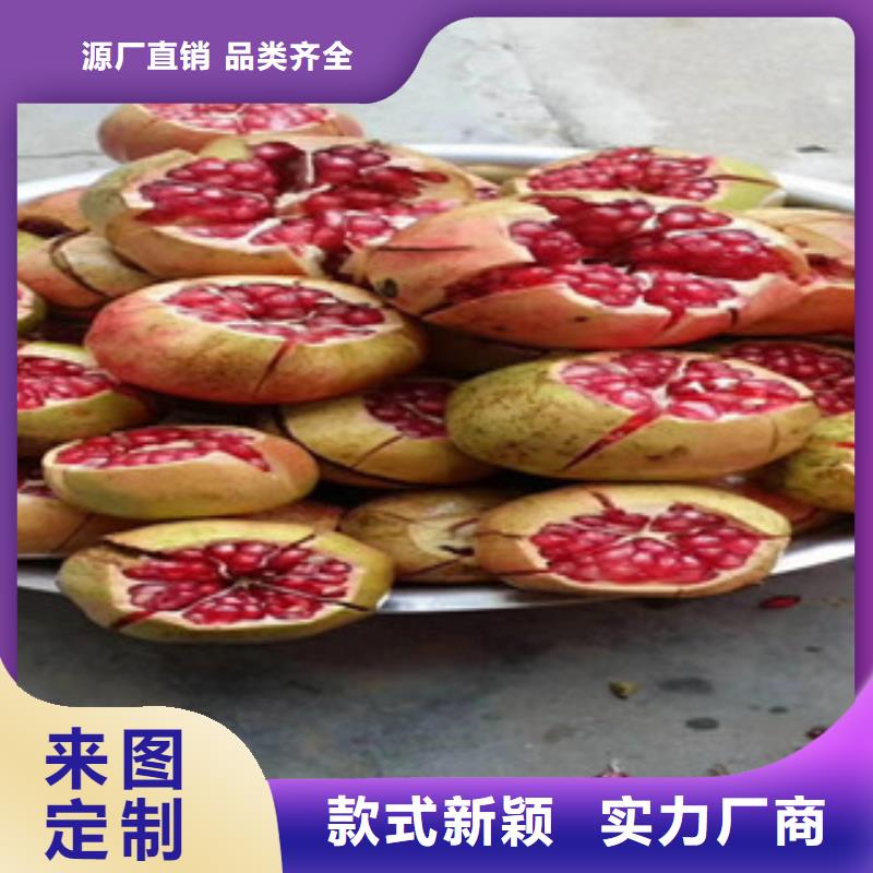 石榴苗质量放心当地品牌