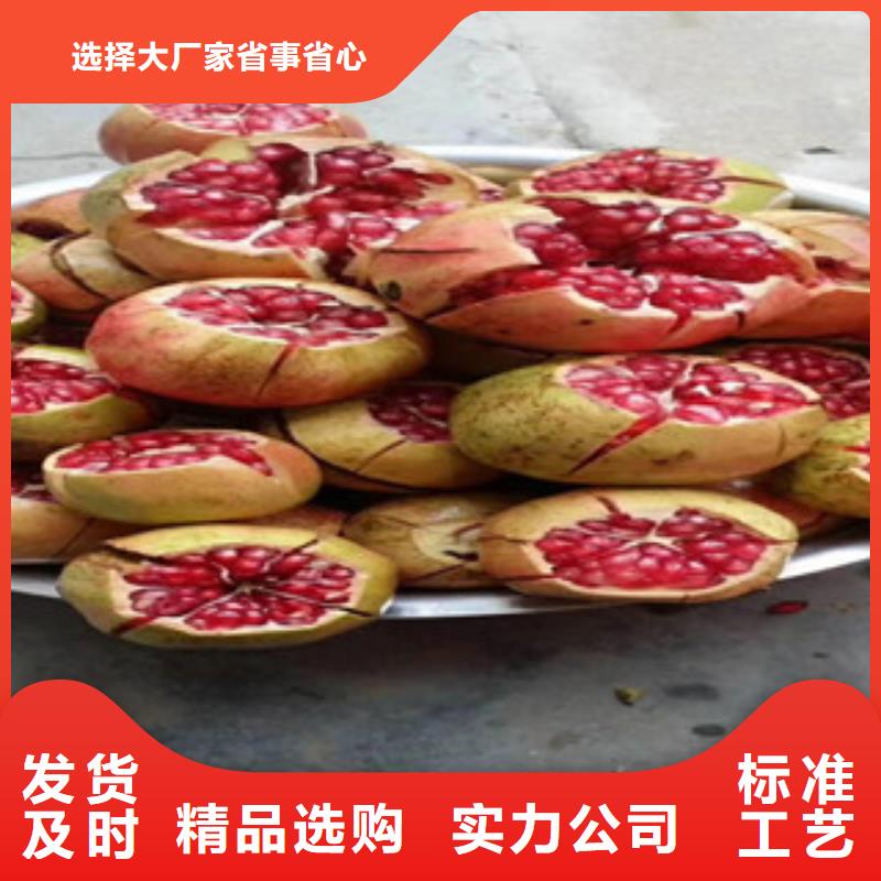 石榴苗-石榴苗货比三家当地厂家