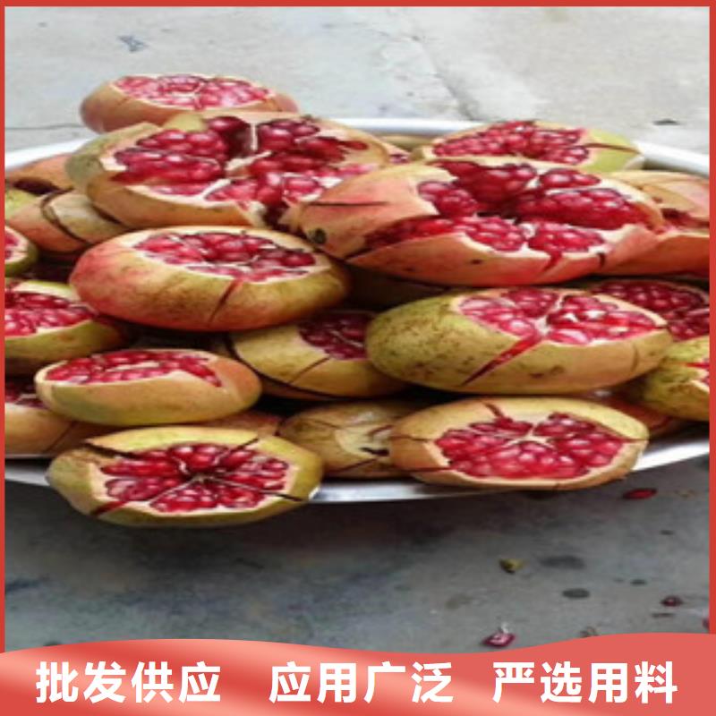石榴苗-生产厂家