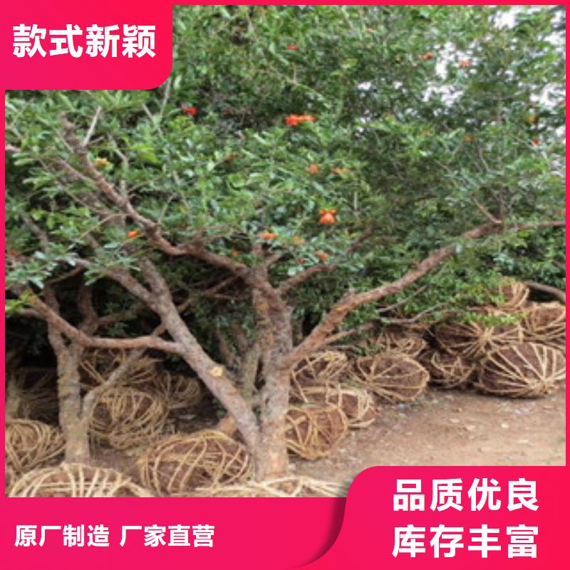 石榴苗厂家现货直销