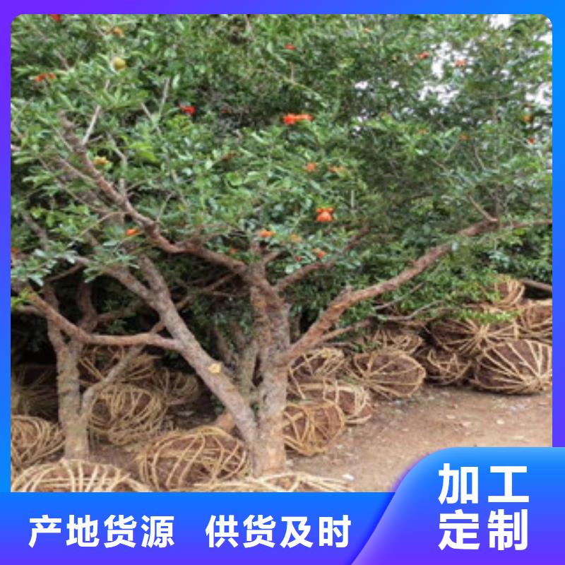 新闻：石榴苗厂家
