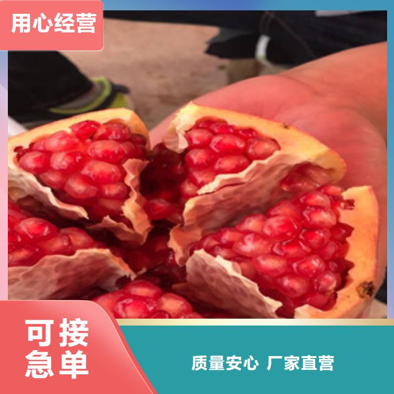 为您提供石榴苗厂家海量现货