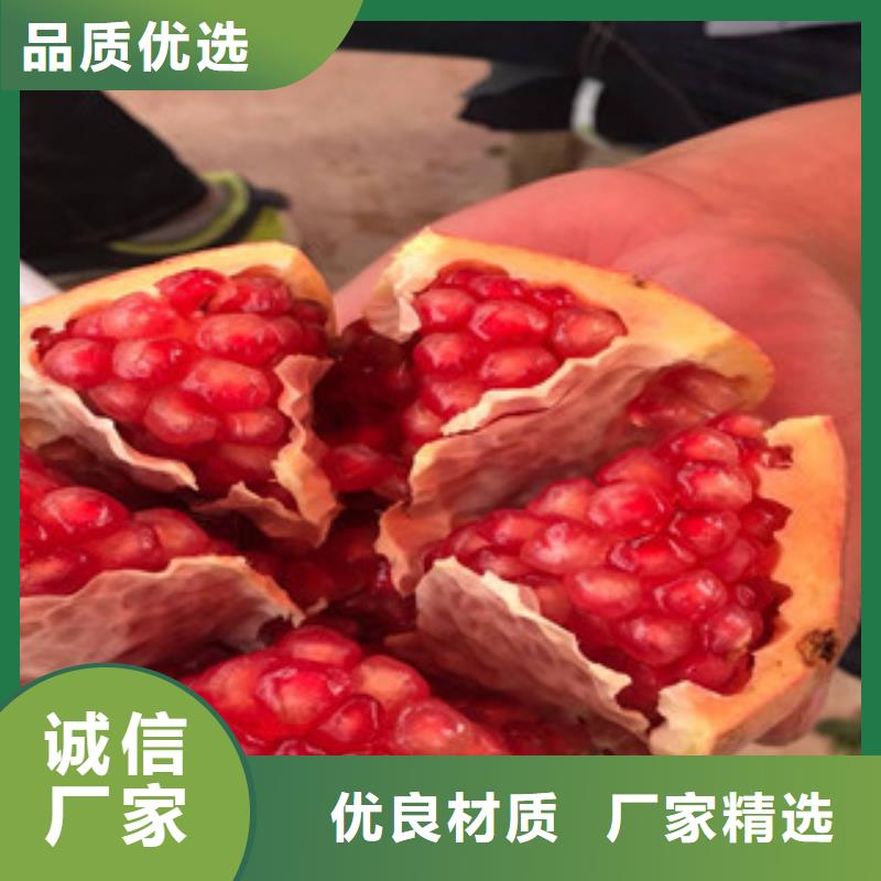 石榴苗质量可靠