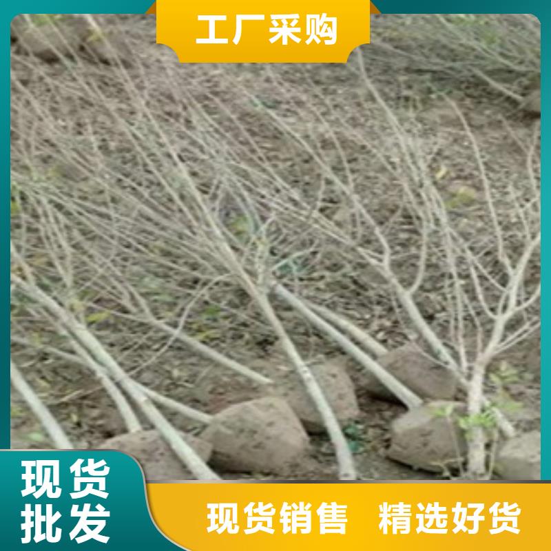 石榴苗厂家现货直销