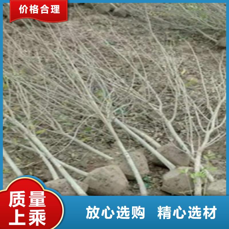 石榴苗公司