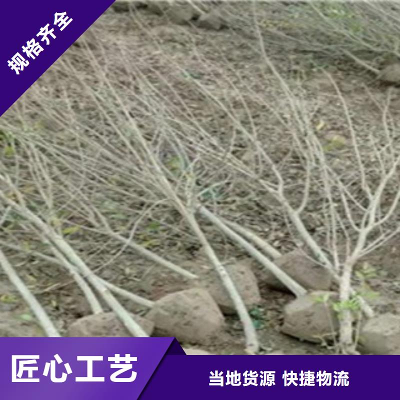质优价廉的石榴苗批发商